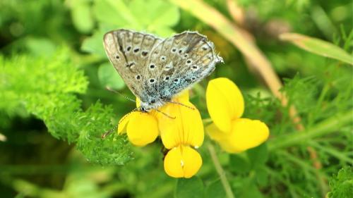 Polyommatus icarus